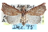  ( - CCDB-28965-A08)  @11 [ ] CreativeCommons - Attribution (2016) CBG Photography Group Centre for Biodiversity Genomics