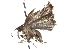  ( - CCDB-28965-A11)  @13 [ ] CreativeCommons - Attribution (2016) CBG Photography Group Centre for Biodiversity Genomics