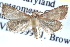  ( - CCDB-28965-C04)  @13 [ ] CreativeCommons - Attribution (2016) CBG Photography Group Centre for Biodiversity Genomics