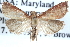  ( - CCDB-28965-C05)  @13 [ ] CreativeCommons - Attribution (2016) CBG Photography Group Centre for Biodiversity Genomics