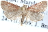  ( - CCDB-28965-C06)  @13 [ ] CreativeCommons - Attribution (2016) CBG Photography Group Centre for Biodiversity Genomics