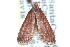  ( - CCDB-28965-D10)  @11 [ ] CreativeCommons - Attribution (2016) CBG Photography Group Centre for Biodiversity Genomics