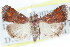  ( - CCDB-28965-F11)  @15 [ ] CreativeCommons - Attribution (2016) CBG Photography Group Centre for Biodiversity Genomics