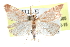  ( - CCDB-28965-G05)  @14 [ ] CreativeCommons - Attribution (2016) CBG Photography Group Centre for Biodiversity Genomics