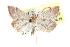  ( - CCDB-28965-G07)  @14 [ ] CreativeCommons - Attribution (2016) CBG Photography Group Centre for Biodiversity Genomics