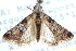  ( - CCDB-28965-H03)  @14 [ ] CreativeCommons - Attribution (2016) CBG Photography Group Centre for Biodiversity Genomics