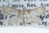  ( - CCDB-28967-F06)  @11 [ ] CreativeCommons - Attribution (2016) CBG Photography Group Centre for Biodiversity Genomics
