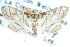  ( - CCDB-28967-F07)  @14 [ ] CreativeCommons - Attribution (2016) CBG Photography Group Centre for Biodiversity Genomics