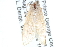  ( - CCDB-28967-G10)  @13 [ ] CreativeCommons - Attribution (2016) CBG Photography Group Centre for Biodiversity Genomics
