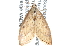  ( - CCDB-28967-G11)  @14 [ ] CreativeCommons - Attribution (2016) CBG Photography Group Centre for Biodiversity Genomics