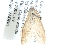  ( - CCDB-28967-G12)  @13 [ ] CreativeCommons - Attribution (2016) CBG Photography Group Centre for Biodiversity Genomics