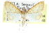  ( - CCDB-28968-C04)  @13 [ ] CreativeCommons - Attribution (2016) CBG Photography Group Centre for Biodiversity Genomics