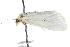  ( - CCDB-28968-F06)  @11 [ ] CreativeCommons - Attribution (2016) CBG Photography Group Centre for Biodiversity Genomics