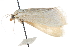  ( - CCDB-28968-F07)  @11 [ ] CreativeCommons - Attribution (2016) CBG Photography Group Centre for Biodiversity Genomics