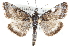  ( - CCDB-28968-G10)  @14 [ ] CreativeCommons - Attribution (2016) CBG Photography Group Centre for Biodiversity Genomics
