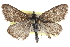  ( - CCDB-28968-H01)  @11 [ ] CreativeCommons - Attribution (2016) CBG Photography Group Centre for Biodiversity Genomics