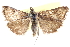  ( - CCDB-28969-A11)  @11 [ ] CreativeCommons - Attribution (2016) CBG Photography Group Centre for Biodiversity Genomics