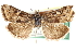  ( - CCDB-28969-A12)  @11 [ ] CreativeCommons - Attribution (2016) CBG Photography Group Centre for Biodiversity Genomics