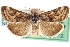 ( - CCDB-28969-B01)  @11 [ ] CreativeCommons - Attribution (2016) CBG Photography Group Centre for Biodiversity Genomics