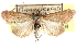  ( - CCDB-28969-D08)  @11 [ ] CreativeCommons - Attribution (2016) CBG Photography Group Centre for Biodiversity Genomics