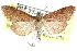  ( - CCDB-28969-D09)  @11 [ ] CreativeCommons - Attribution (2016) CBG Photography Group Centre for Biodiversity Genomics