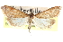  ( - CCDB-28969-D10)  @11 [ ] CreativeCommons - Attribution (2016) CBG Photography Group Centre for Biodiversity Genomics