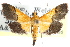  ( - CCDB-28969-F03)  @11 [ ] CreativeCommons - Attribution (2016) CBG Photography Group Centre for Biodiversity Genomics