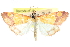  ( - CCDB-28969-H01)  @11 [ ] CreativeCommons - Attribution (2016) CBG Photography Group Centre for Biodiversity Genomics