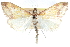  ( - CCDB-28969-H02)  @11 [ ] CreativeCommons - Attribution (2016) CBG Photography Group Centre for Biodiversity Genomics