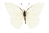 ( - CCDB-28970-A11)  @11 [ ] CreativeCommons - Attribution (2016) CBG Photography Group Centre for Biodiversity Genomics