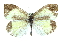  ( - CCDB-28970-B01)  @11 [ ] CreativeCommons - Attribution (2016) CBG Photography Group Centre for Biodiversity Genomics