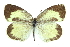  ( - CCDB-28970-B02)  @11 [ ] CreativeCommons - Attribution (2016) CBG Photography Group Centre for Biodiversity Genomics