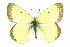  (Colias scudderii - CCDB-28970-B10)  @11 [ ] CreativeCommons - Attribution (2016) CBG Photography Group Centre for Biodiversity Genomics