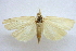  (Xubida puritellus - CCDB-28971-A02)  @11 [ ] CreativeCommons - Attribution (2015) CBG Photography Group Centre for Biodiversity Genomics