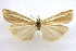  ( - CCDB-28971-A08)  @11 [ ] CreativeCommons - Attribution (2015) CBG Photography Group Centre for Biodiversity Genomics