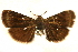  (Heliothelopsis unicoloralis - CCDB-28971-B04)  @11 [ ] CreativeCommons - Attribution (2015) CBG Photography Group Centre for Biodiversity Genomics