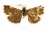  (Heliothelopsis costipunctalis - CCDB-28971-B06)  @11 [ ] CreativeCommons - Attribution (2015) CBG Photography Group Centre for Biodiversity Genomics