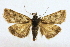  ( - CCDB-28971-B09)  @11 [ ] CreativeCommons - Attribution (2015) CBG Photography Group Centre for Biodiversity Genomics