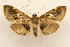  (Lamprosema baracoalis - CCDB-28971-C07)  @11 [ ] CreativeCommons - Attribution (2015) CBG Photography Group Centre for Biodiversity Genomics