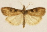  (Udea mertensialis - CCDB-28971-C09)  @11 [ ] CreativeCommons - Attribution (2015) CBG Photography Group Centre for Biodiversity Genomics