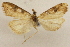  (Udea kodiakensis - CCDB-28971-C10)  @11 [ ] CreativeCommons - Attribution (2015) CBG Photography Group Centre for Biodiversity Genomics