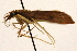  (Liopasia teneralis - CCDB-28971-D04)  @11 [ ] CreativeCommons - Attribution (2015) CBG Photography Group Centre for Biodiversity Genomics