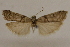  (Promylea glendella - CCDB-28971-E03)  @11 [ ] CreativeCommons - Attribution (2015) CBG Photography Group Centre for Biodiversity Genomics