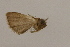  ( - CCDB-28971-F01)  @11 [ ] CreativeCommons - Attribution (2015) CBG Photography Group Centre for Biodiversity Genomics
