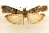  ( - CCDB-28971-F05)  @11 [ ] CreativeCommons - Attribution (2015) CBG Photography Group Centre for Biodiversity Genomics