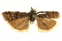  (Sarata beta - CCDB-28971-F11)  @11 [ ] CreativeCommons - Attribution (2015) CBG Photography Group Centre for Biodiversity Genomics