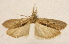  ( - CCDB-28971-G06)  @11 [ ] CreativeCommons - Attribution (2015) CBG Photography Group Centre for Biodiversity Genomics