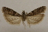  (Homoeosoma asylonnastes - CCDB-28971-G07)  @11 [ ] CreativeCommons - Attribution (2015) CBG Photography Group Centre for Biodiversity Genomics