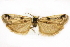  (Rostrolaetilia utahensis - CCDB-28971-G12)  @11 [ ] CreativeCommons - Attribution (2015) CBG Photography Group Centre for Biodiversity Genomics