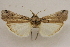  (Melitara texana - CCDB-28971-H07)  @11 [ ] CreativeCommons - Attribution (2015) CBG Photography Group Centre for Biodiversity Genomics